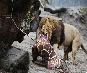   مصر اليوم - الدنمارك تقرر إعدام زرافة ثانية تدعى ماريوس