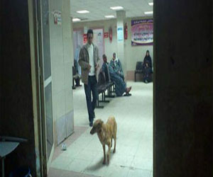   مصر اليوم - نشطاء يتداولون صورة لـكلب داخل مستشفى في سوهاج