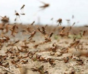   مصر اليوم - اتفاق سوداني إريتري لمكافحة «الجراد الصحراوي»