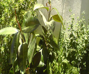   مصر اليوم - جهاز جديد يساعد المستخدم في فهم لغة النبات