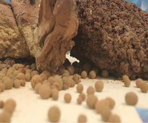   مصر اليوم - الجنادرية 29 تعرض مقذوفاتٍ بركانية حدثت قبل ملايين السنين