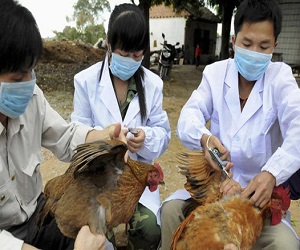   مصر اليوم - الصين تعلن تسجيل حالات جديد بأنفلونزا الطيور