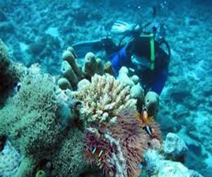   مصر اليوم - 100 غواص لتنظيف وحماية الشعب المرجانية في جدة