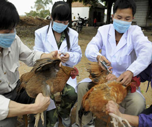   مصر اليوم - فاو تستبعد انتقال فيروس ايه اتش7 ان9 من الإنسان للحيوان