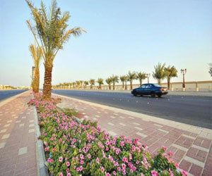   مصر اليوم - زراعة أكثر من 650 ألف زهرة شتوية في طرق وشوارع تبوك