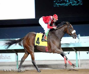   مصر اليوم - سباقات نادي الفروسية في القصيم