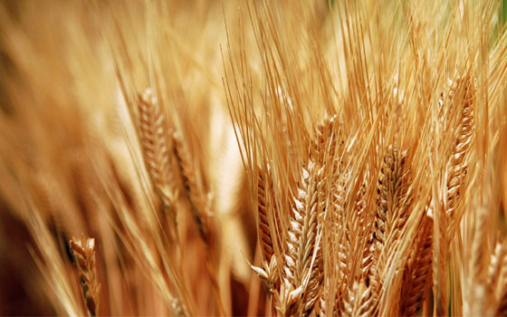 مصر اليوم - أبو حديد يعلن خطة جديدة لتسويق محصول القمح في الموسم الجديد