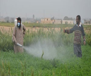   مصر اليوم - زراعة الباحة تدعو أصحاب المواشي والمناحل للإبتعاد عن مواقع رش الجراد