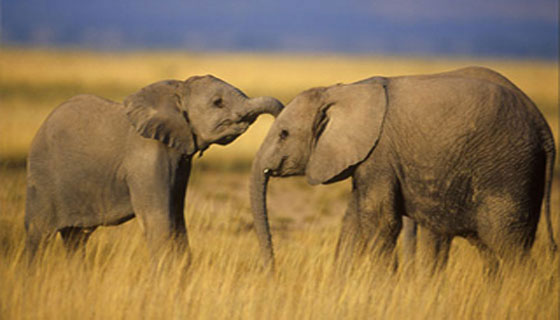 مصر اليوم - الفيلة تُواسي بعضها في حالات الحزن