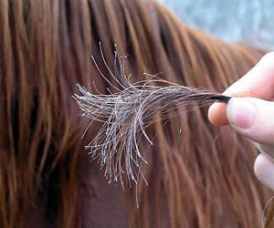 مصر اليوم - ماسك لعلاج الشعر التالف