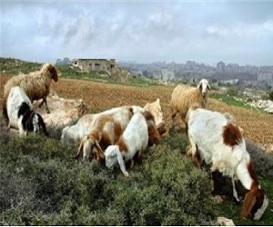   مصر اليوم - كوريا الشمالية تؤكد رسميًا تفشي الحمى القلاعية