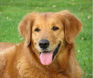   مصر اليوم - سجن رجل ضرب كلبًا أليفًا حتى الموت