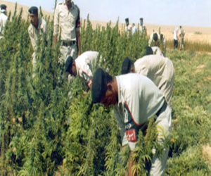 مصر اليوم - ضبط نصف فدَّان مزروع بانجو داخل حقل للقمح في سوهاج