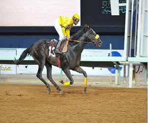 مصر اليوم - ميدان الفروسية في المدينة المنورة يشهد منافسات الحفل العاشر