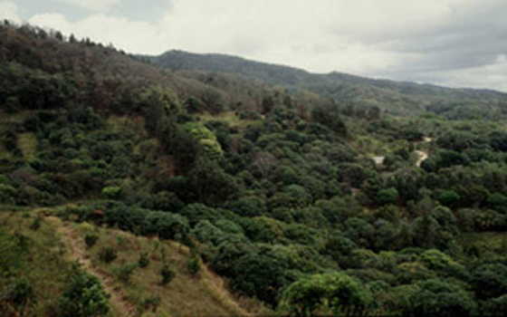 مصر اليوم - موقع غوغل يضع غابات الكرة الأرضيّة تحت المُراقبة الدائمة