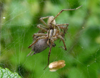   مصر اليوم - سمُّ العناكب سيعوض عن مسكنات الألم