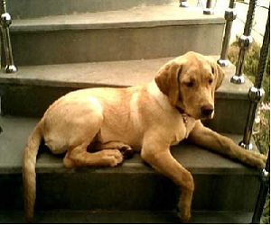   مصر اليوم - كانا ينزهان كلبهما فوقعا على كنز قيمته 10 ملايين دولار