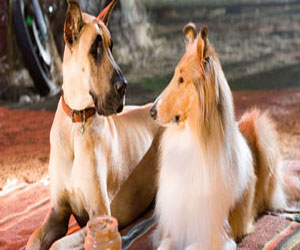   مصر اليوم - افتتاح أول مقهى للكلاب في لندن