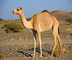   مصر اليوم - مخاوف من انتقال فيروس يصيب الجمال للبشر