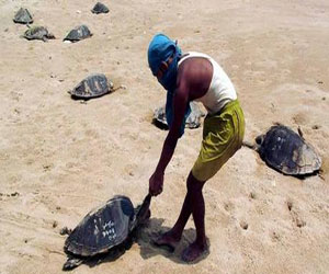   مصر اليوم - العثور على مئات السلاحف المائية النافقة على ساحل الهند