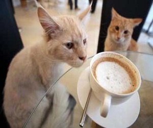   مصر اليوم - افتتاح أول مقهى للقطط في لندن