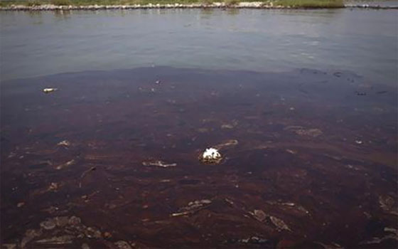 مصر اليوم - مرض الفشل الكُلويّ يفتك بأهالي قنا بسبب تلوّث مياه الشرب وبقع الزيت