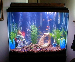   مصر اليوم - فوائد أحواض الأسماك على المرضى في المستشفيات