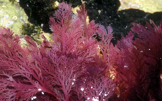   مصر اليوم - الطحالب البحرية الحمراء تساعد على إنقاص الوزن