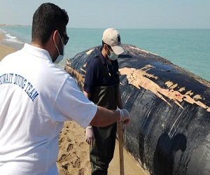   مصر اليوم - فريق الغوص الكويتي يأخذ عينات من الحوت النافق في فيلكا لدراستها