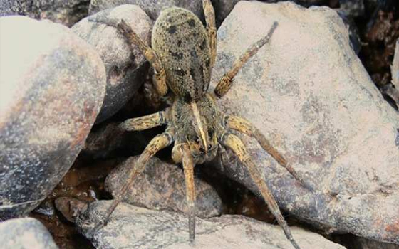   مصر اليوم - سمُّ العناكب سيعوض عن مسكنات الألم