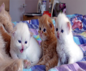   مصر اليوم - القط أو الكلب يعلم صاحبه أن يكون عطوفًا ومحبًا للغير