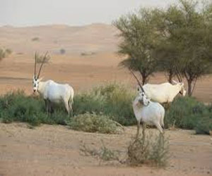   مصر اليوم - تفعيل السياحة البيئية في المحميات الفطرية في السعودية