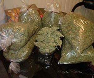 مصر اليوم - ضبط نصف طن من نبات البانجو في مخزن سرى في الشرقية