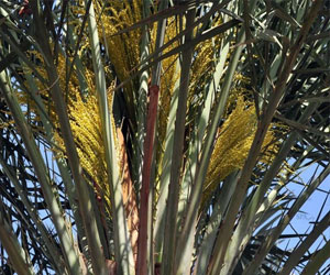   مصر اليوم - مزارعو النخيل في المدينة المنورة يبدأون موسم تلقيح النخيل