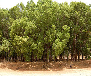   مصر اليوم - مدير الغابات يكشف تناقصًا غير مسبوق في الغطاء الشجري للسودان