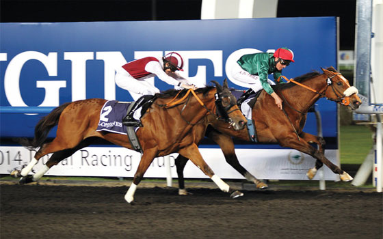   مصر اليوم - فرسان الأولمبياد المصريّ إلى البحرين للمشاركة في كأس خالد بن حمد