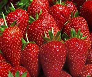   مصر اليوم - الفراولة و الجزر تعالج الرئة من أثر التدخين