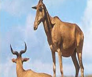   مصر اليوم - منظمات حماية البيئة ترحب بفتوى إندونيسية تحرم الصيد الجائر للأنواع النادرة