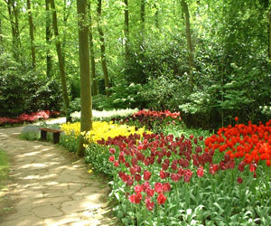   مصر اليوم - روسيا تمنع الورود الهولندية لإصابتها بأمراض معدية