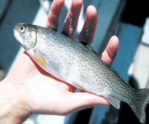   مصر اليوم - أسماك السالمون تساعد الأطفال على النوم