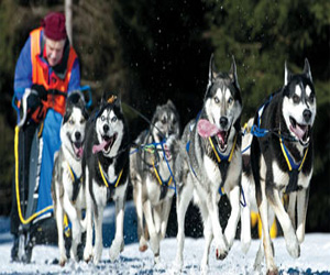   مصر اليوم - زلاجات تجرها الكلاب تنقل الزوار في مطار كيركينيس بالنرويج
