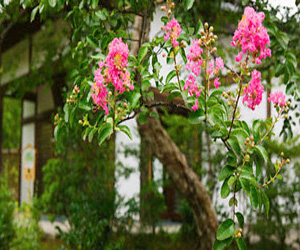 مصر اليوم - أزهار أشجار الكرز تتفتح قريبًا فى واشنطن