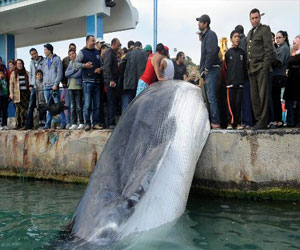   مصر اليوم - نفوق حوت طوله 10 أمتار بعدما علق بشباك صياد في تونس