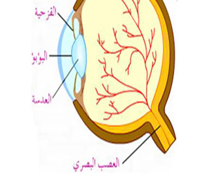   مصر اليوم - الانتهاء من مد أول شبكة للألياف البصرية فى لاوس