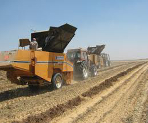   مصر اليوم - السعوديّة- المصرية تستصلحُ 100 ألف فدانٍ خلال عامين