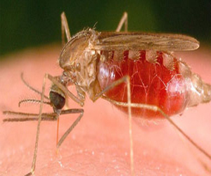   مصر اليوم - تقارير صحية: سكان ليبيريا معرضون لخطر الملاريا