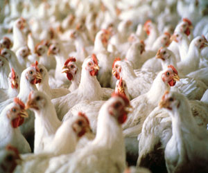   مصر اليوم - دورة عن تربية الدواجن بزراعي عنيزة السعودية