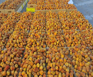   مصر اليوم - ارتفاع صادرات تونس من التمور