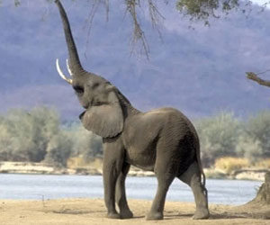   مصر اليوم - دراسة: الفيلة قادرة على التمييز بين لغات البشر