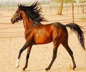   مصر اليوم - الخالدية تحقق ذهبية جوراس للخيل الأصيل